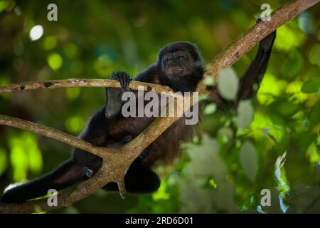 Coiba Howler Monkey, Alouatta coibensis, all'interno della foresta pluviale del parco nazionale di Coiba, oceano Pacifico, provincia del Veraguas, Repubblica di Panama. Foto Stock