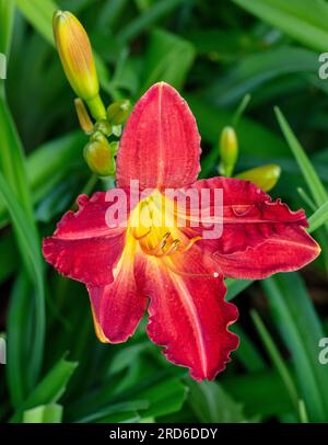 'Red Rum' Daylily, Daglilja (Hemerocallis) Foto Stock