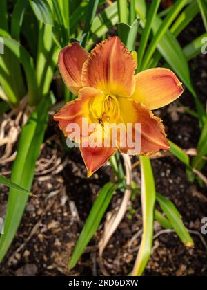 "Festa favolosa' Daylily, Daglilja (Hemerocallis) Foto Stock