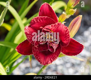 'Stellar Double Rose' Daylily, Daglilja (Hemerocallis) Foto Stock