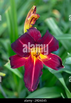 'Chicago Blackout' Daylily, Daglilja (Hemerocallis) Foto Stock