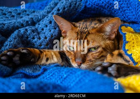 Gatto bengala domestico che riposa sul divano avvolto in una coperta, cura degli animali domestici Foto Stock