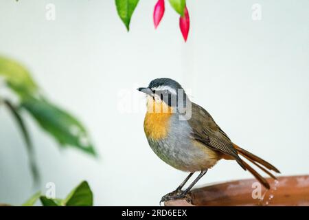 Primo piano degli uccelli di Cape robin chat (Cossypha caffra) arroccato su un bagno di uccelli in un giardino a città del Capo in Sudafrica Foto Stock