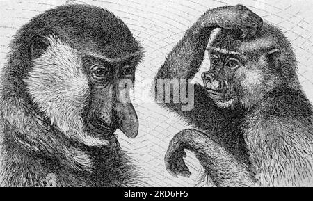 Zoologia / animali, scimmia, scimmia proboscica (Nasalis larvatus), incisione in legno, XIX secolo, COPYRIGHT DELL'ARTISTA NON DEVE ESSERE CANCELLATO Foto Stock