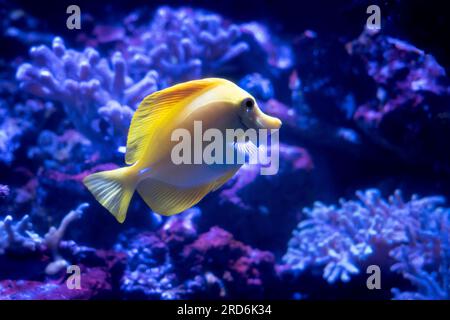 un campione di zebrasoma flavescens o pesce chirurgo giallo Foto Stock