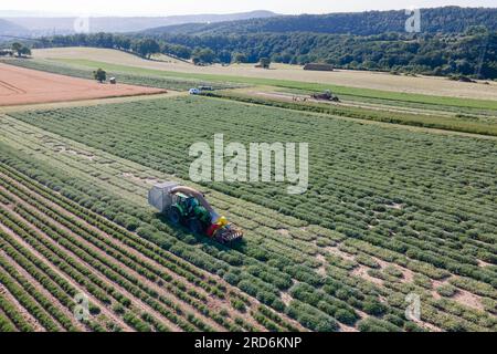 Freital, Germania. 19 luglio 2023. Un trattore da raccolta di Bombastus-Werke guida su un campo di salvia e raccoglie foglie di salvia per la produzione di tè (vista aerea con un drone). Quest'anno, il raccolto era già iniziato all'inizio di luglio e si sta completando in questi giorni. Credito: Sebastian Kahnert/dpa/Alamy Live News Foto Stock