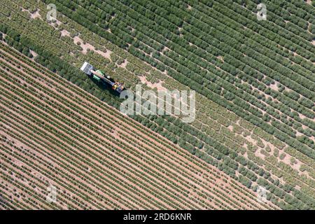 Freital, Germania. 19 luglio 2023. Un trattore da raccolta di Bombastus-Werke guida su un campo di salvia e raccoglie foglie di salvia per la produzione di tè (vista aerea con un drone). Quest'anno, il raccolto era già iniziato all'inizio di luglio e si sta completando in questi giorni. Credito: Sebastian Kahnert/dpa/Alamy Live News Foto Stock