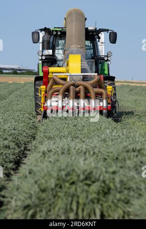 Freital, Germania. 19 luglio 2023. Un trattore da raccolta di Bombastus-Werke guida su un campo di salvia e raccoglie foglie di salvia per la produzione di tè. Quest'anno, il raccolto era già iniziato all'inizio di luglio e si sta completando in questi giorni. Credito: Sebastian Kahnert/dpa/Alamy Live News Foto Stock