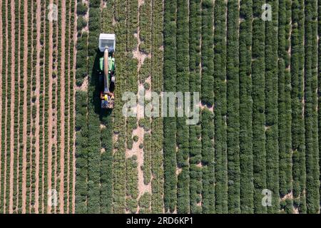Freital, Germania. 19 luglio 2023. Un trattore da raccolta di Bombastus-Werke guida su un campo di salvia e raccoglie foglie di salvia per la produzione di tè (vista aerea con un drone). Quest'anno, il raccolto era già iniziato all'inizio di luglio e si sta completando in questi giorni. Credito: Sebastian Kahnert/dpa/Alamy Live News Foto Stock