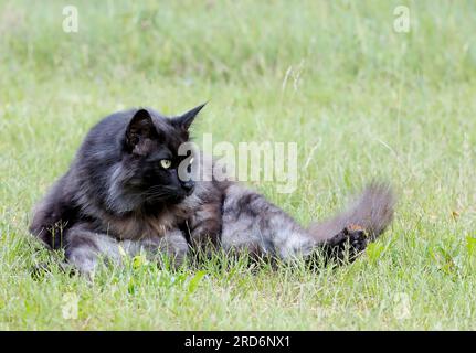 Gatto forestale norvegese seduto e lavato Foto Stock