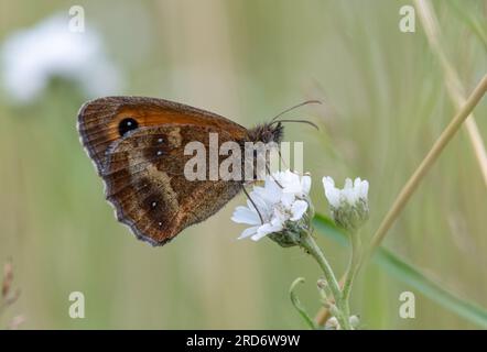 Farfalla gatekeeper (Pyronia tithonus), chiamata anche hedge Brown, che beve nettare da fiori selvatici in estate o luglio, Inghilterra, Regno Unito Foto Stock