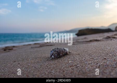 Pesci pufferfish morti lavati sulla spiaggia Foto Stock