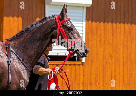 Bel ritratto di cavallo akhal-teke. Foto Stock