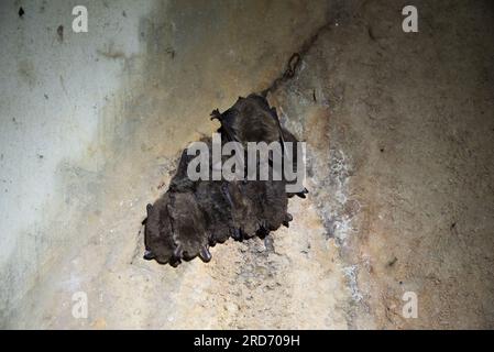 Barbastelle occidentale ibernazione nel sistema di tunnel di Festungsfront Oder-Warthe-Bogen (fronte fortificato Oder-Warthe-Bogen) in Polonia. Foto Stock