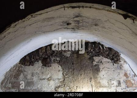 Barbastelle occidentale ibernazione nel sistema di tunnel di Festungsfront Oder-Warthe-Bogen (fronte fortificato Oder-Warthe-Bogen) in Polonia. Foto Stock