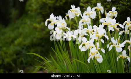 Bellissimi fiori bianchi sul marciapiede giapponese Foto Stock