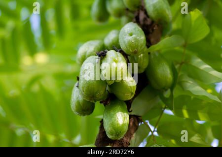 Giovani frutti di Averrhoa bilimbi, comunemente noto come bilimbi, cetriolo. Messa a fuoco superficiale. Foto Stock