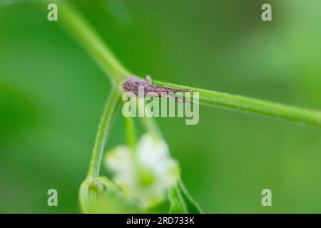 una piccola mosca nera si trova su una foglia verde Foto Stock