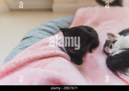 Primo piano medio di coperta rosa pile su un divano grigio con adorabili cuccioli. Gattino nero con occhi blu aperti al centro dello scatto. Adorabili gattini che dormono. Foto di alta qualità Foto Stock