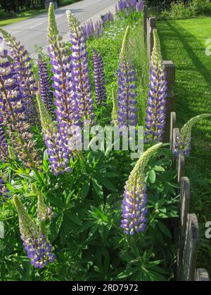 LUPINUS Lupin nella famiglia di legumi Fabaceae Foto Stock