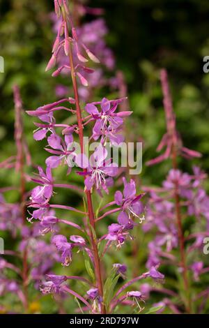 Ravvicinato naturale vegetale in fiore selvaggio ritratto dell'ingannevolmente bella salice di Rosebay, Chamerion angustifolium, crogiolarsi nel morbido sole estivo Foto Stock