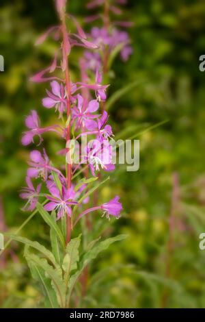 Ravvicinato naturale vegetale in fiore selvaggio ritratto dell'ingannevolmente bella salice di Rosebay, Chamerion angustifolium, crogiolarsi nel morbido sole estivo Foto Stock