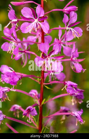 Ravvicinato naturale vegetale in fiore selvaggio ritratto dell'ingannevolmente bella salice di Rosebay, Chamerion angustifolium, crogiolarsi nel morbido sole estivo Foto Stock