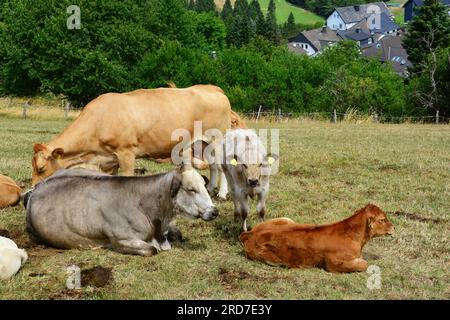 Bovini - vitelli - vitelli - mucche - mucche Foto Stock