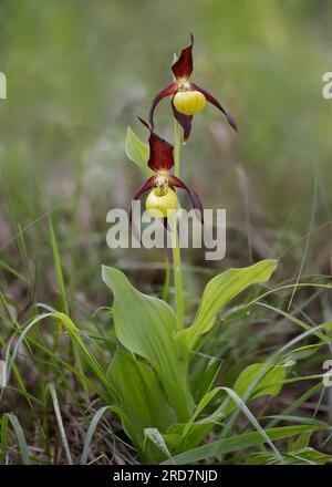 Orchidea cipripedium calceolus (cipripedium calceolus), Foto Stock