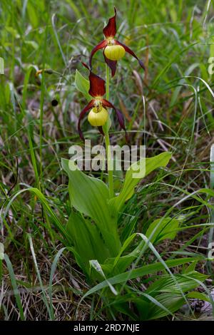 Orchidea cipripedium calceolus (cipripedium calceolus), Foto Stock