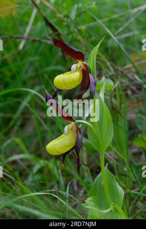 Orchidea cipripedium calceolus (cipripedium calceolus), Foto Stock