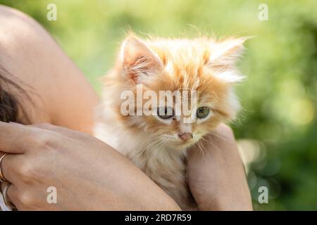 piccolo gattino dalla testa rossa sul petto della donna. Concetto di cura Foto Stock