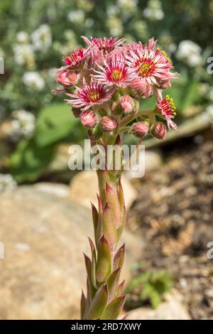 Houseleek comune o Sempervivum tectorum in fiore Foto Stock