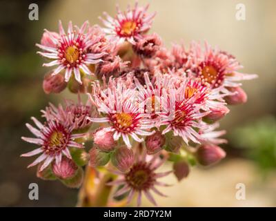 Houseleek comune o Sempervivum tectorum in fiore primo piano Foto Stock