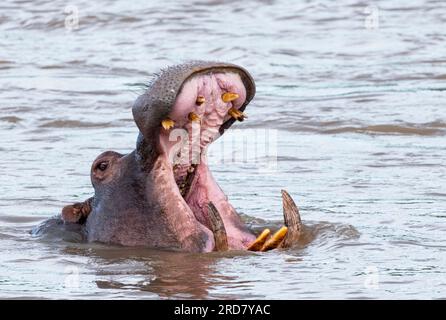 Questo toro di ippopotamo sbadiglia, non per noia, ma dà un chiaro segnale di non avvicinarsi. Un segno più ascoltato da altri ippopotami e da esseri umani Foto Stock