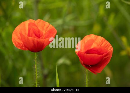 Bellissimo primo piano di due fiori di papavero rossi retroilluminati (Papaver rhoeas) su uno sfondo verde sfocato del campo di colza Foto Stock