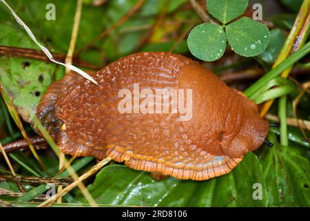 Grande lumaca rossa Arion rufus nell'erba Foto Stock