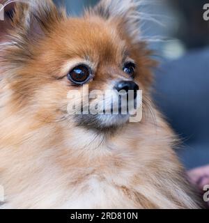 Un Ritratto di un piccolo cane della Pomerania seduto su un grembo di una persona irriconoscibile Foto Stock