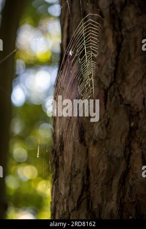 Grande ragnatela vicino ad un albero nella foresta Foto Stock