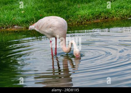 fenicottero maggiore (Phoenicopterus roseus). Wilhelma, Germania, Europa Foto Stock