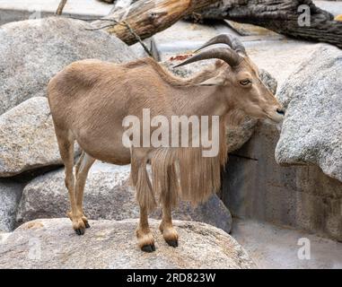 Pecora barbaresca maschile (Ammotragus lervia) Foto Stock