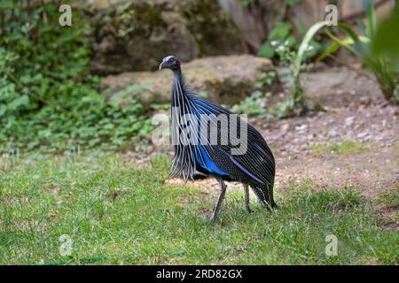 Ritratto della guineafowl di Vulturine (Acryllium vulturinum). È la più grande specie esistente di guineafowl. Foto Stock