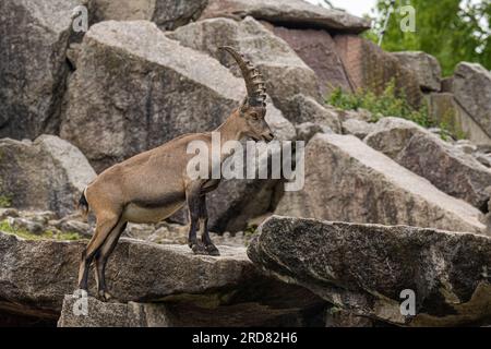Alpine Ibex (Capra Ibex), maschio Foto Stock