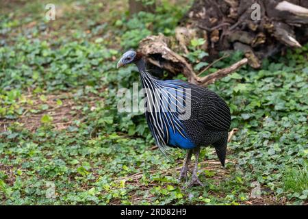 Ritratto della guineafowl di Vulturine (Acryllium vulturinum). È la più grande specie esistente di guineafowl. Foto Stock