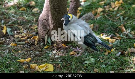 Wattled Starling (Creatophora cinerea) maschio adulto Foto Stock