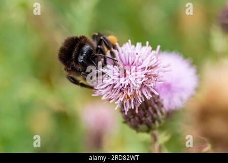 Primo piano di un bumblebee (Bombus pratorum) che raccoglie polline da un fiore di cardo rosa Foto Stock