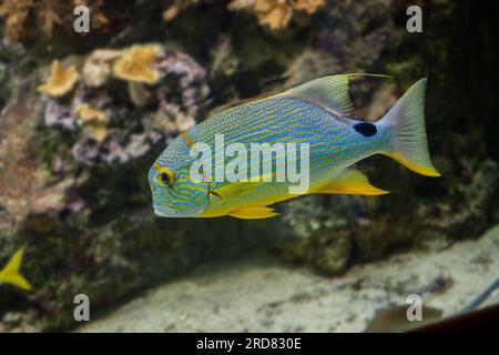 Dentice Sailfin orata di mare costeggiata da blu (Symphorichthys spilurus) pesca sott'acqua in mare con coralli sullo sfondo Foto Stock