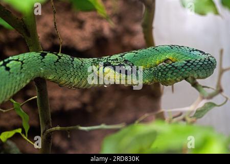 Pitviper verde dello Sri Lanka (Trimeresurus trigonocephalus), ritratto, endemico dello Sri Lanka Foto Stock