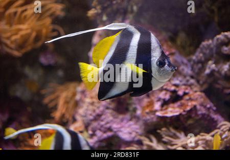 Bannerfish Over Reef, Heniochus acuminatus Foto Stock
