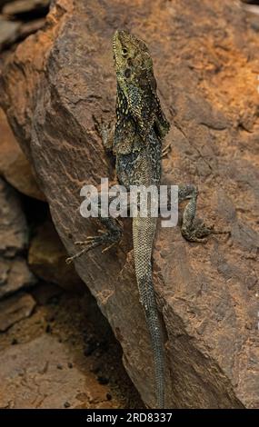 Lucertola del collo frillata (Chlamydosaurus kingii) su un ramo dell'albero. Foto Stock